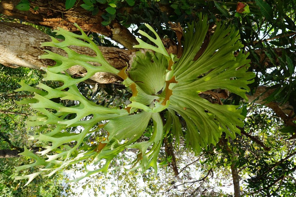 Polypodium polycarpon leaf