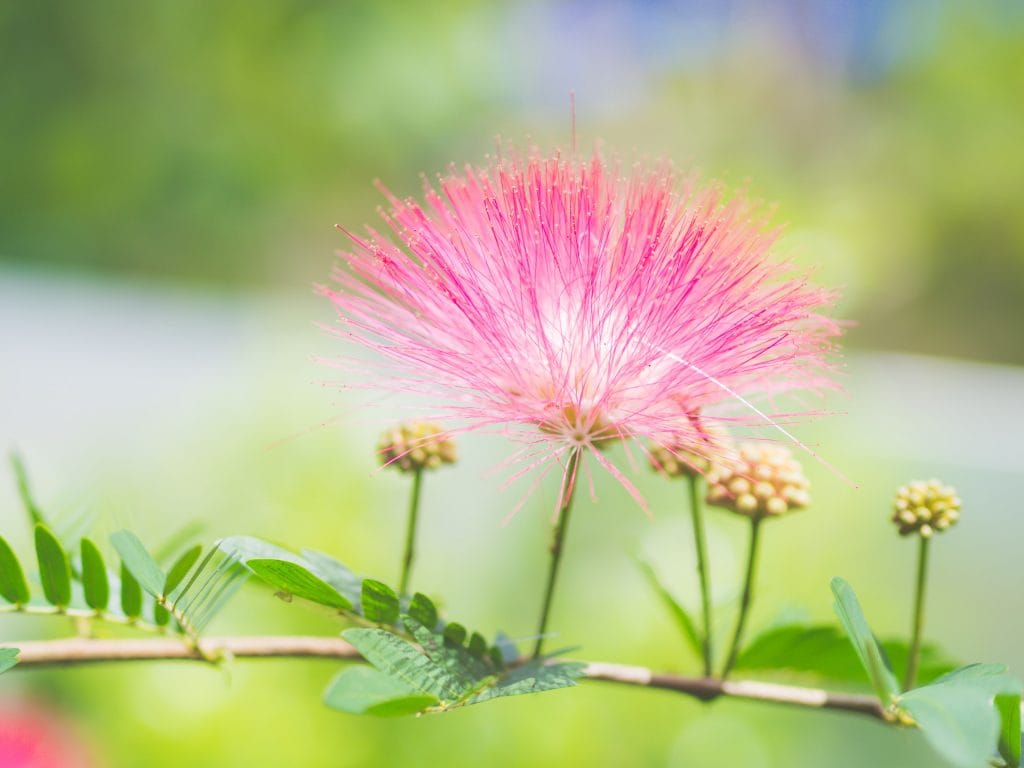 03. Mimosa Pudica_HomeToGo