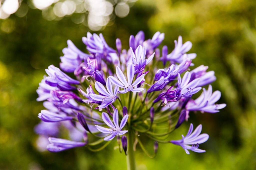 Tulbaghia violacea blossom